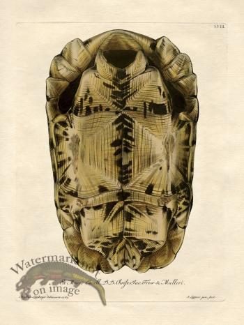 Trew Turtle Shell 08